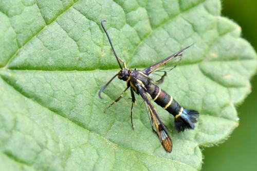 Réf. 234 101 : Synanthedon tipuliformis